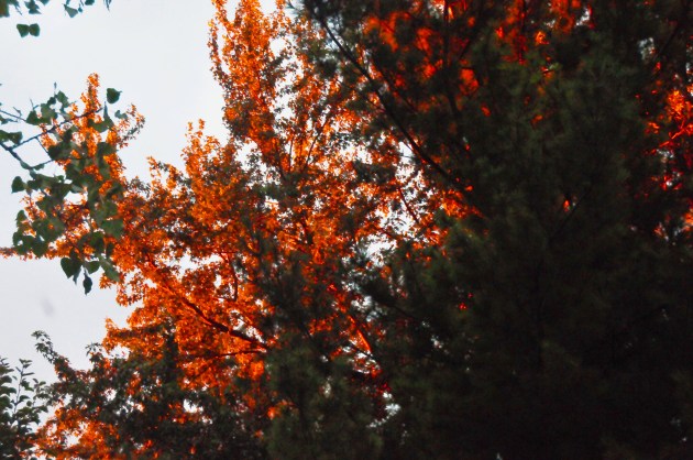 trees on fire 1