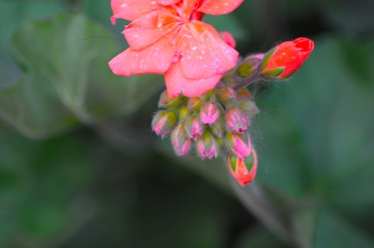 evening flowers 2016-05-16 035