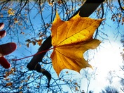autumn leaf