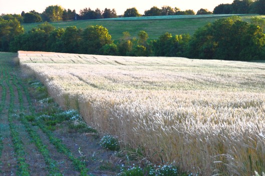 farm land 2016-06-28 029 smudge stick